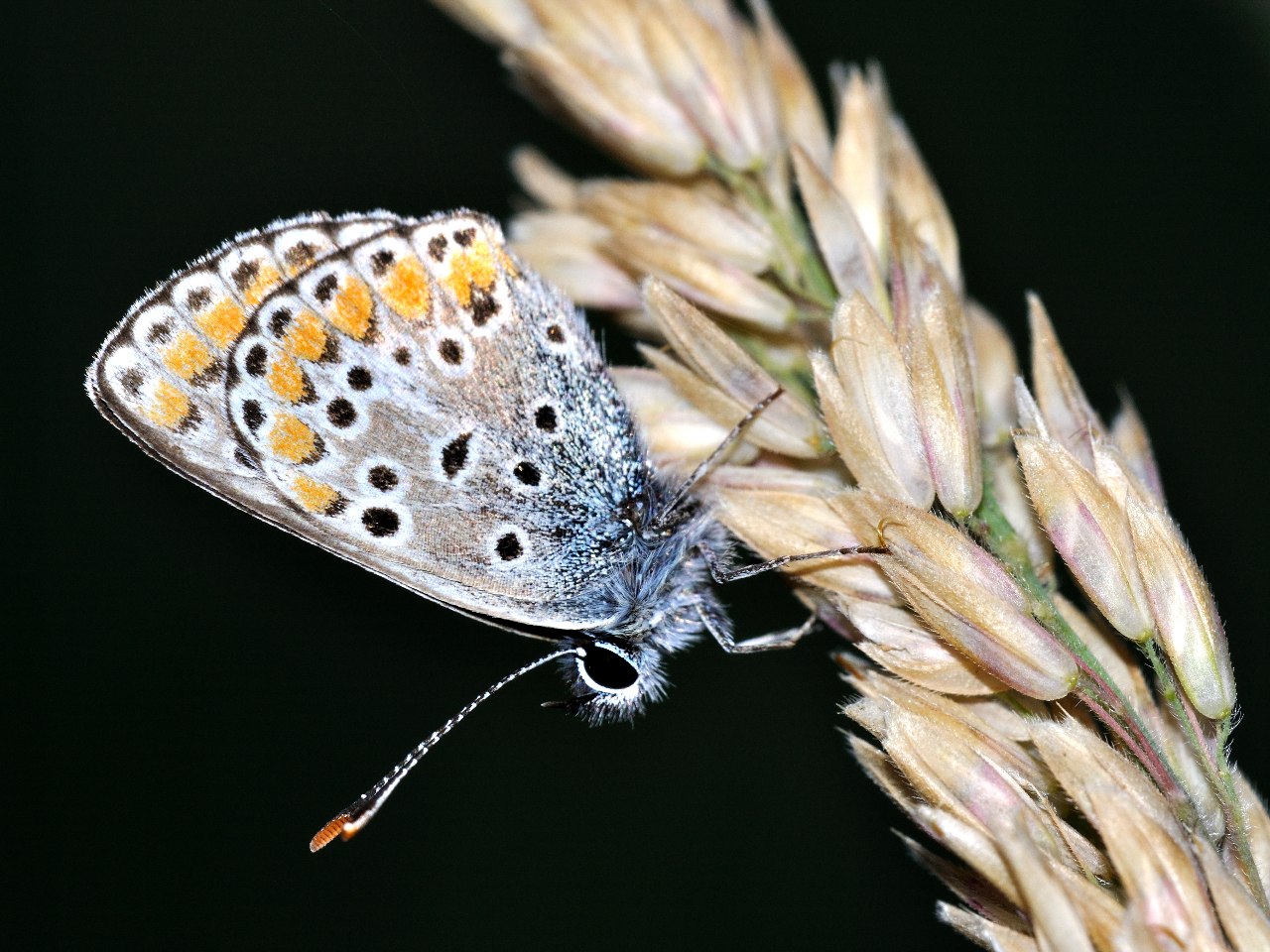 ID Lepidottero 2 - Aricia agestis